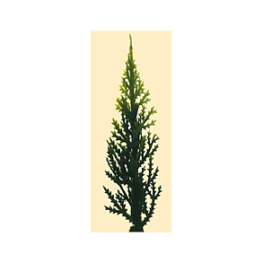 Stedsegrøn træ/busk 10 cm incl stamme med hul