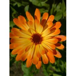 Leksikon - Blomster betydning