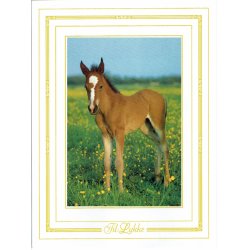 Telegram konfirmation - Heste motiv