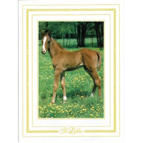 Telegram konfirmation - Heste motiv